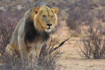 Central Kalahari Game Reserve