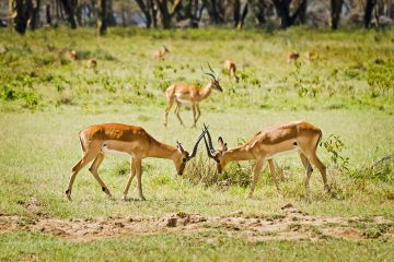 Garamba National Park