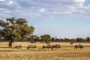 Kgalagadi Transfrontier Park