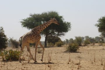 Kouré Giraffe Reserve